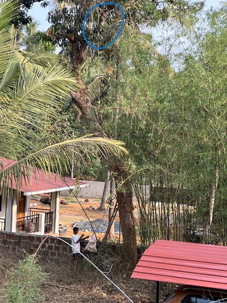 What a Mango Tree Taught Me About Resilience and Living Slowly