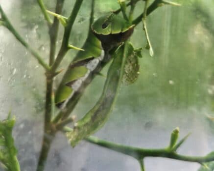 What a Caterpillar taught me about Content Writing, Copywriting, and Content Creation