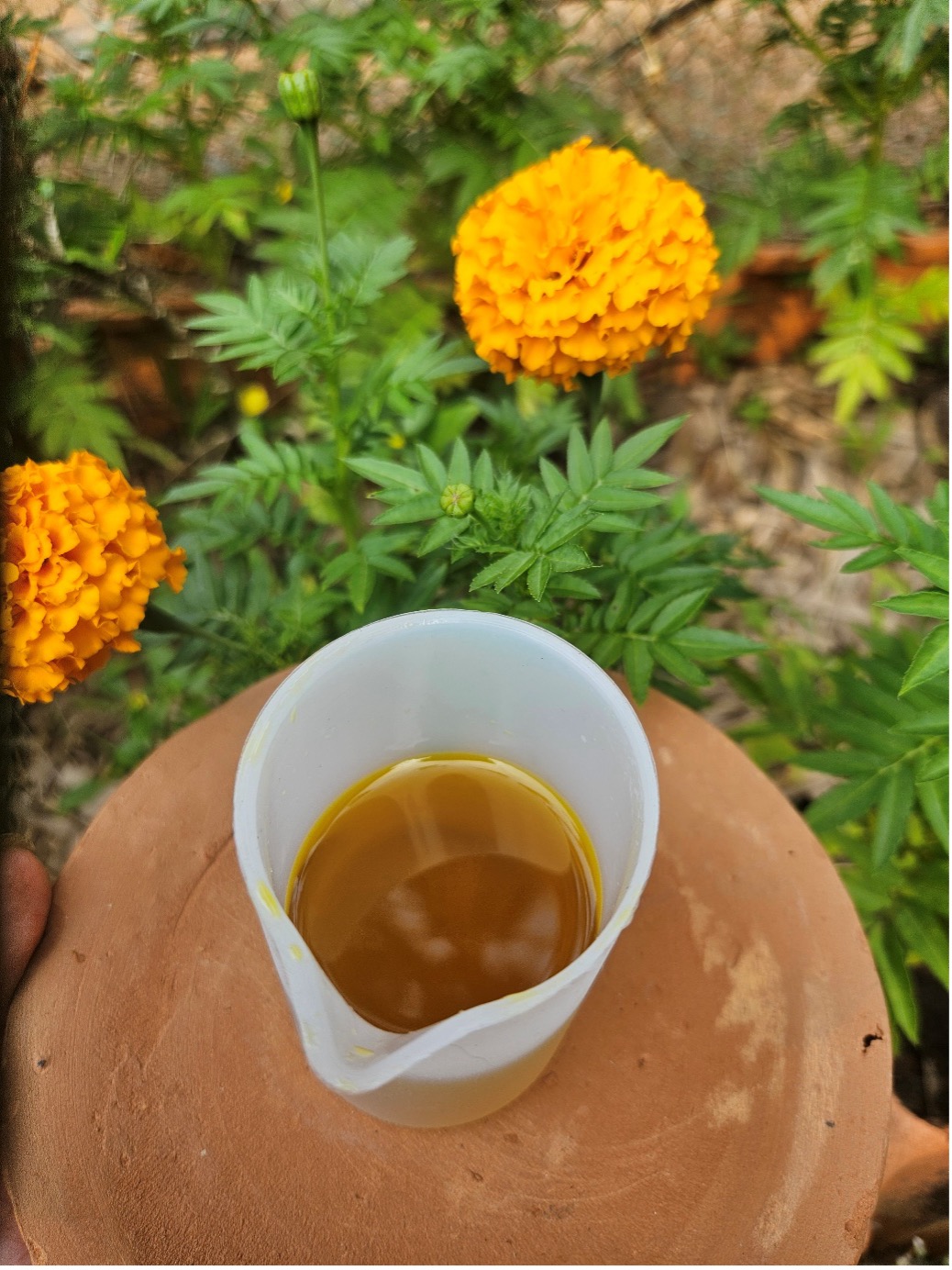 Golden marigold-infused oil in a white measuring cup, held in front of a terracotta pot with marigolds blooming behind