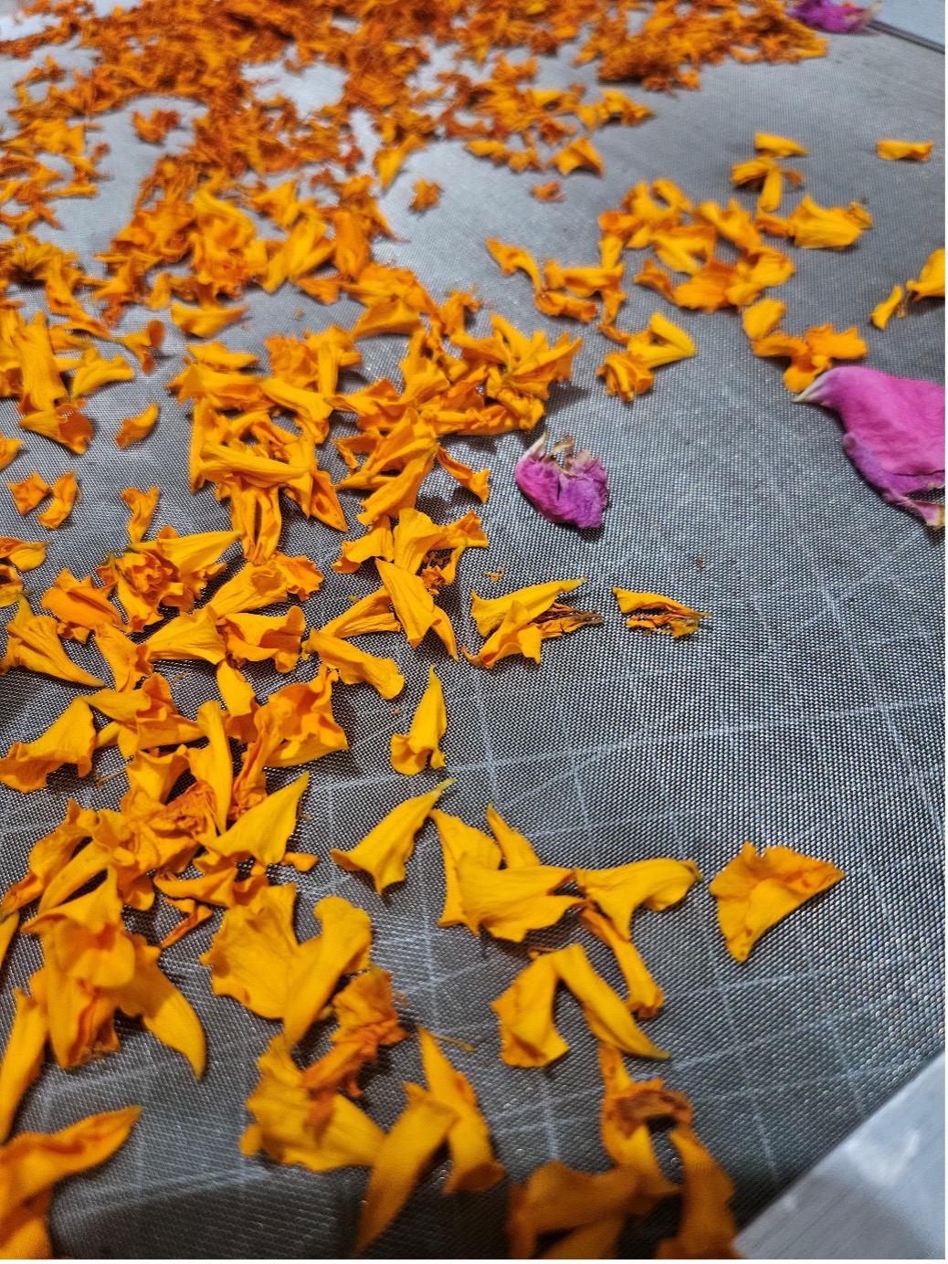 Sun-dried marigold petals spread across a drying rack