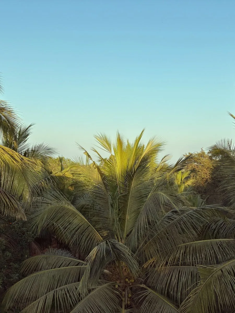 The canopy of our farm in South Goa