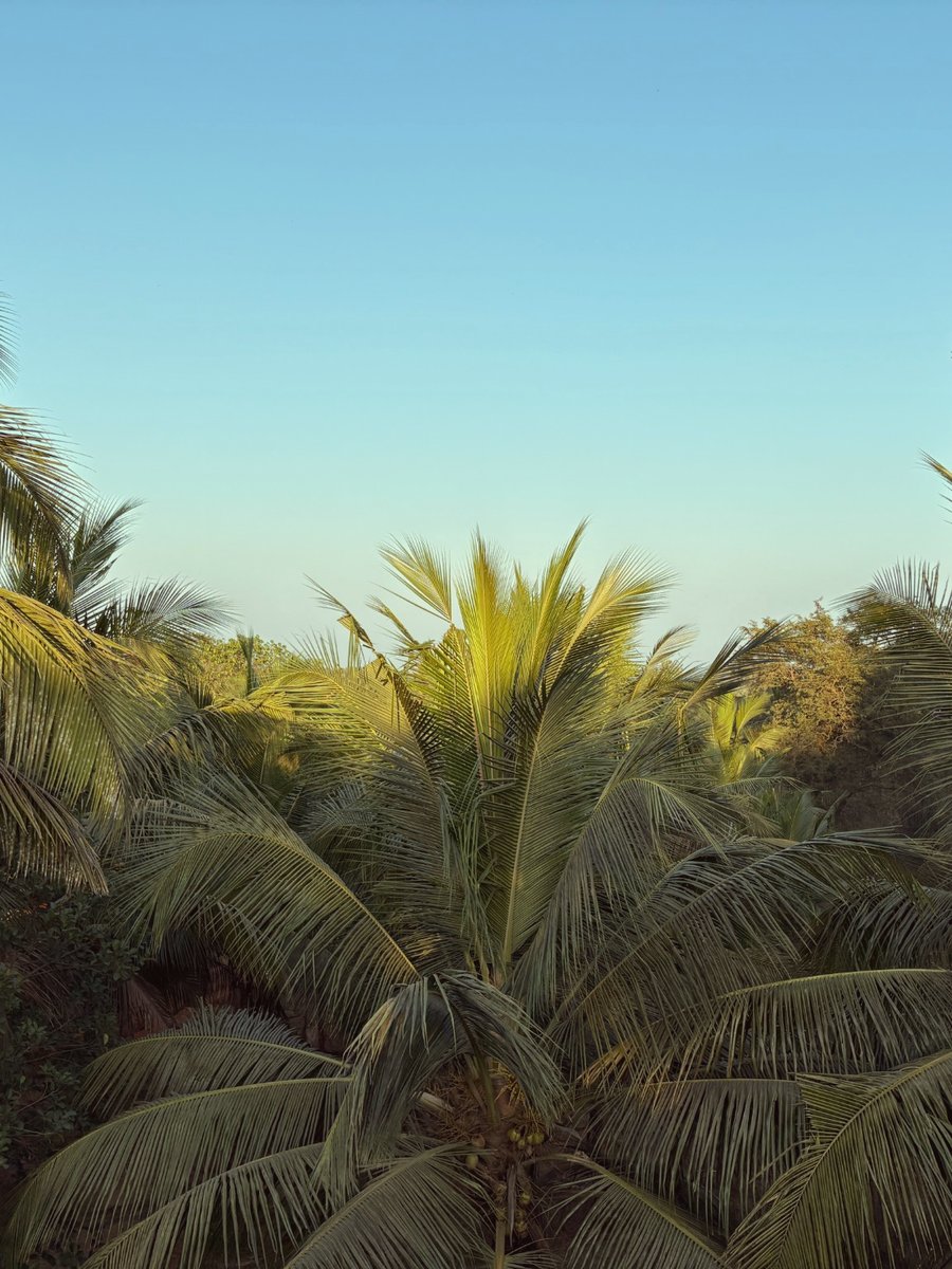 Our farm canopy in South Goa