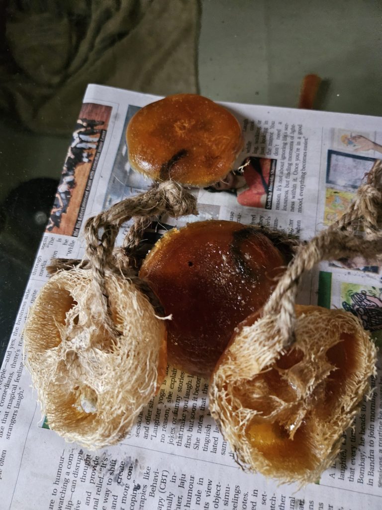 Handmade neem soap bars with natural ridge gourd loofah scrubbers for DIY zero waste skincare routine